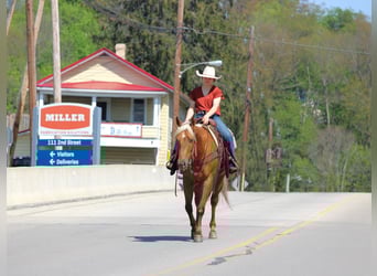 American Quarter Horse, Ruin, 4 Jaar, 152 cm, Palomino