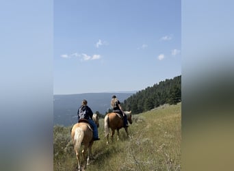 American Quarter Horse, Ruin, 4 Jaar, 152 cm, Palomino