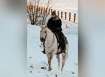 American Quarter Horse, Ruin, 4 Jaar, 152 cm, Palomino