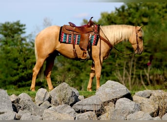 American Quarter Horse, Ruin, 4 Jaar, 152 cm, Palomino
