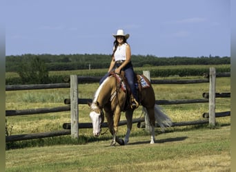 American Quarter Horse, Ruin, 4 Jaar, 152 cm, Palomino