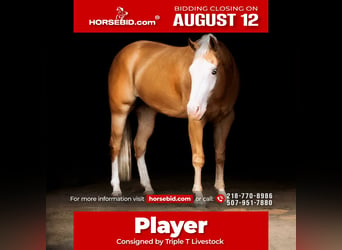 American Quarter Horse, Ruin, 4 Jaar, 152 cm, Palomino