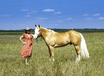 American Quarter Horse, Ruin, 4 Jaar, 152 cm, Palomino