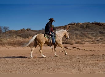 American Quarter Horse, Ruin, 4 Jaar, 152 cm, Palomino