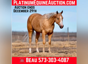 American Quarter Horse, Ruin, 4 Jaar, 152 cm, Palomino