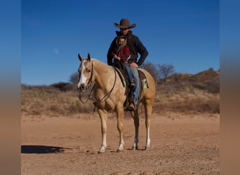 American Quarter Horse, Ruin, 4 Jaar, 152 cm, Palomino