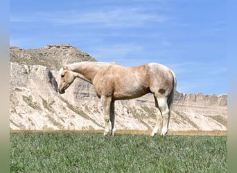 American Quarter Horse, Ruin, 4 Jaar, 152 cm, Palomino