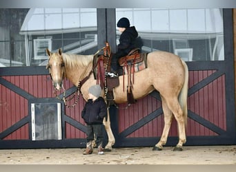 American Quarter Horse, Ruin, 4 Jaar, 152 cm, Palomino