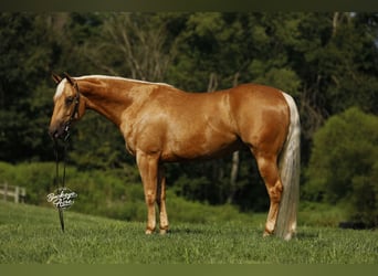 American Quarter Horse, Ruin, 4 Jaar, 152 cm, Palomino