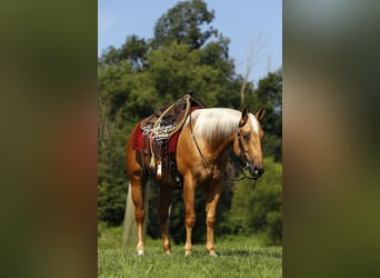 American Quarter Horse, Ruin, 4 Jaar, 152 cm, Palomino