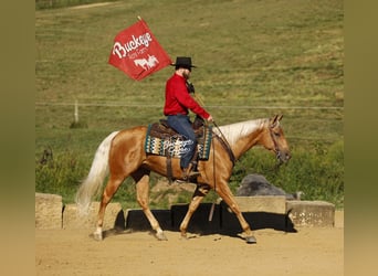 American Quarter Horse, Ruin, 4 Jaar, 152 cm, Palomino