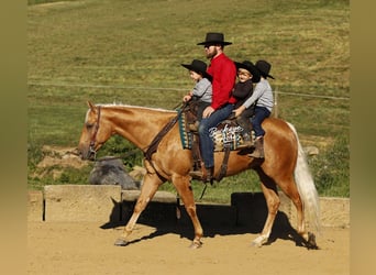 American Quarter Horse, Ruin, 4 Jaar, 152 cm, Palomino
