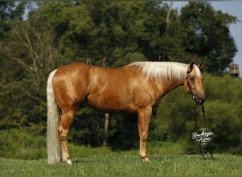 American Quarter Horse, Ruin, 4 Jaar, 152 cm, Palomino