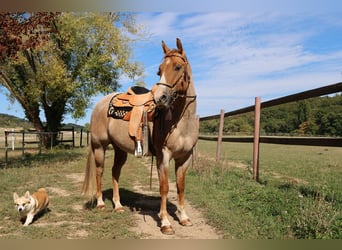 American Quarter Horse, Ruin, 4 Jaar, 152 cm, Red Dun