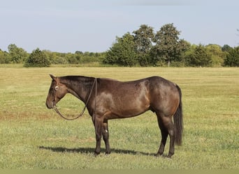 American Quarter Horse, Ruin, 4 Jaar, 152 cm, Roan-Bay