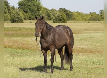 American Quarter Horse, Ruin, 4 Jaar, 152 cm, Roan-Bay