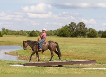 American Quarter Horse, Ruin, 4 Jaar, 152 cm, Roan-Bay