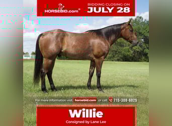 American Quarter Horse, Ruin, 4 Jaar, 152 cm, Roan-Bay