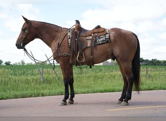 American Quarter Horse, Ruin, 4 Jaar, 152 cm, Roan-Bay
