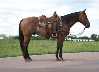 American Quarter Horse, Ruin, 4 Jaar, 152 cm, Roan-Bay