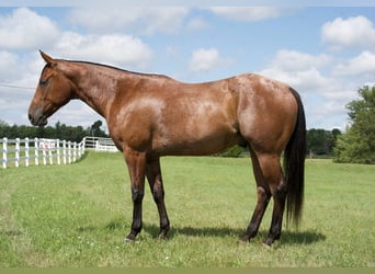 American Quarter Horse, Ruin, 4 Jaar, 152 cm, Roan-Bay