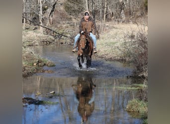 American Quarter Horse, Ruin, 4 Jaar, 152 cm, Roan-Bay
