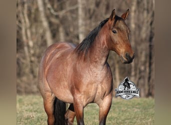 American Quarter Horse, Ruin, 4 Jaar, 152 cm, Roan-Bay