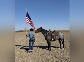 American Quarter Horse, Ruin, 4 Jaar, 152 cm, Roan-Bay
