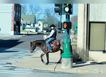 American Quarter Horse, Ruin, 4 Jaar, 152 cm, Roan-Bay