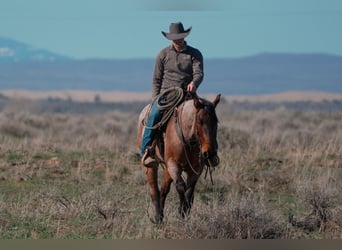 American Quarter Horse, Ruin, 4 Jaar, 152 cm, Roan-Bay