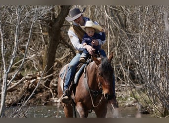 American Quarter Horse, Ruin, 4 Jaar, 152 cm, Roan-Bay