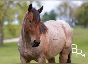 American Quarter Horse, Ruin, 4 Jaar, 152 cm, Roan-Bay