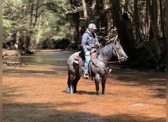 American Quarter Horse, Ruin, 4 Jaar, 152 cm, Roan-Blue