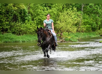 American Quarter Horse, Ruin, 4 Jaar, 152 cm, Roan-Blue