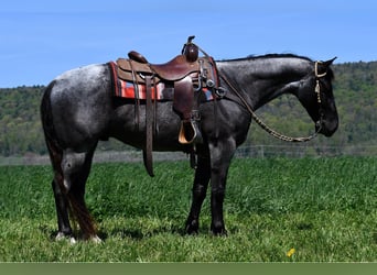 American Quarter Horse, Ruin, 4 Jaar, 152 cm, Roan-Blue