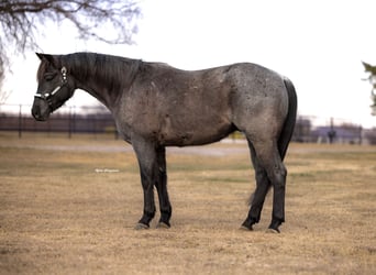 American Quarter Horse, Ruin, 4 Jaar, 152 cm, Roan-Blue