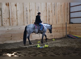 American Quarter Horse Mix, Ruin, 4 Jaar, 152 cm, Roan-Blue