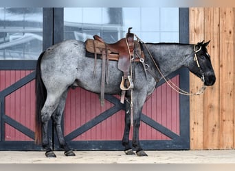 American Quarter Horse, Ruin, 4 Jaar, 152 cm, Roan-Blue
