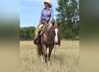 American Quarter Horse, Ruin, 4 Jaar, 152 cm, Roan-Red