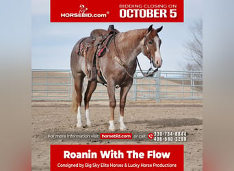 American Quarter Horse, Ruin, 4 Jaar, 152 cm, Roan-Red