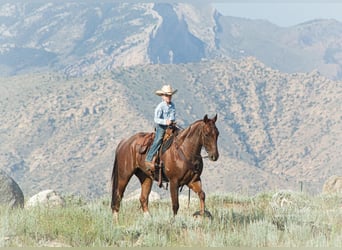 American Quarter Horse, Ruin, 4 Jaar, 152 cm, Roan-Red