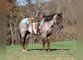 American Quarter Horse, Ruin, 4 Jaar, 152 cm, Roan-Red
