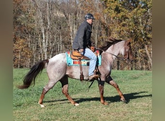 American Quarter Horse, Ruin, 4 Jaar, 152 cm, Roan-Red