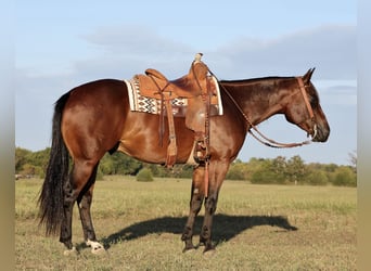 American Quarter Horse, Ruin, 4 Jaar, 152 cm, Roodbruin