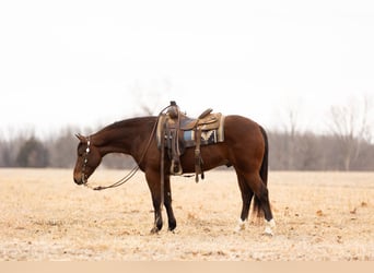 American Quarter Horse, Ruin, 4 Jaar, 152 cm, Roodbruin