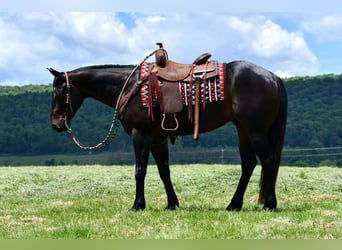 American Quarter Horse, Ruin, 4 Jaar, 152 cm, Roodbruin