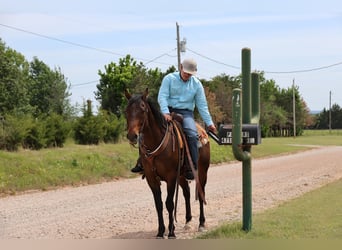 American Quarter Horse, Ruin, 4 Jaar, 152 cm, Roodbruin