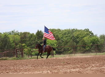 American Quarter Horse, Ruin, 4 Jaar, 152 cm, Roodbruin