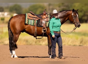 American Quarter Horse, Ruin, 4 Jaar, 152 cm, Roodbruin