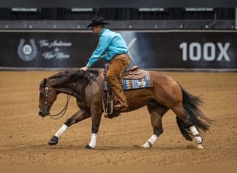 American Quarter Horse, Ruin, 4 Jaar, 152 cm, Roodbruin